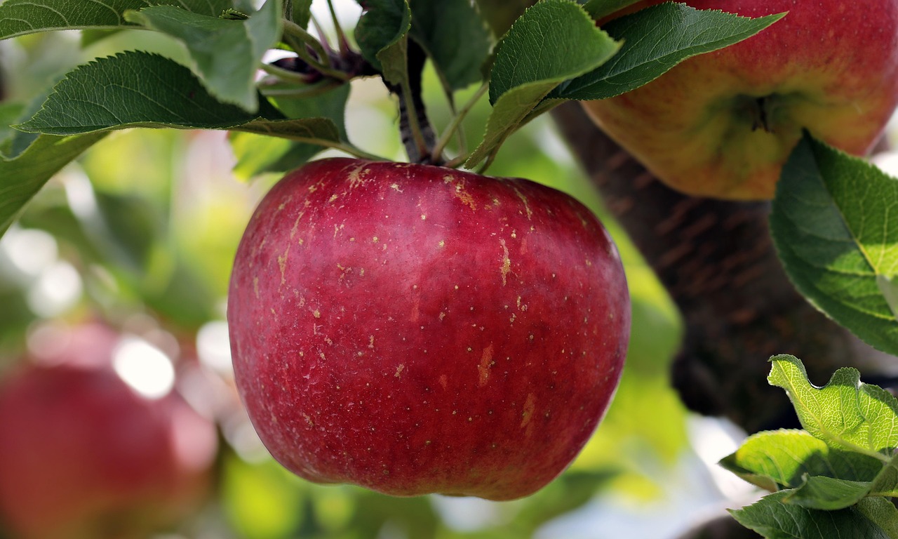 noname_13-apple-2788616_1280